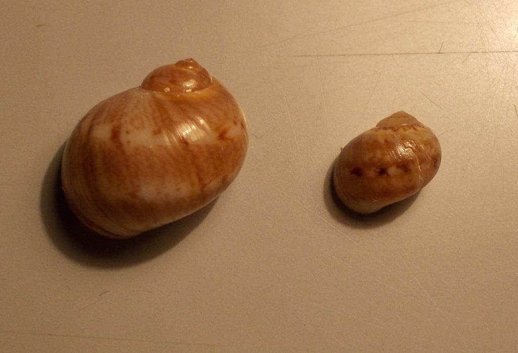 Naticidae da classificare.